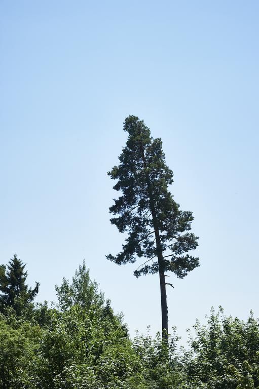 Schwarzwald Lodge Rothaus Grafenhausen Pokój zdjęcie